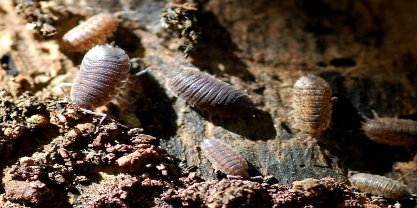 PREVENIRE FIN DA ORA LA PROLIFERAZIONE DEI PARASSITI