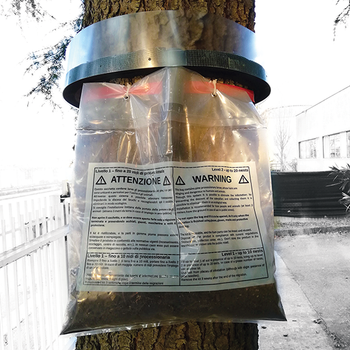 Kit collare per la cattura delle larve di processionaria del pino Bleu Line Collare Processionaria