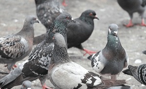 PICCIONI, PASSERI E GABBIANI: UN PROBLEMA IN PIU’ PER LA TUA AZIENDA!