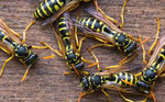 Prévention de la formation de colonies d'insectes