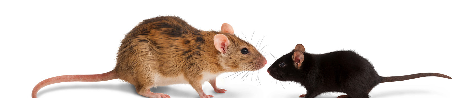 Mäuse und Ratten – Pestalia