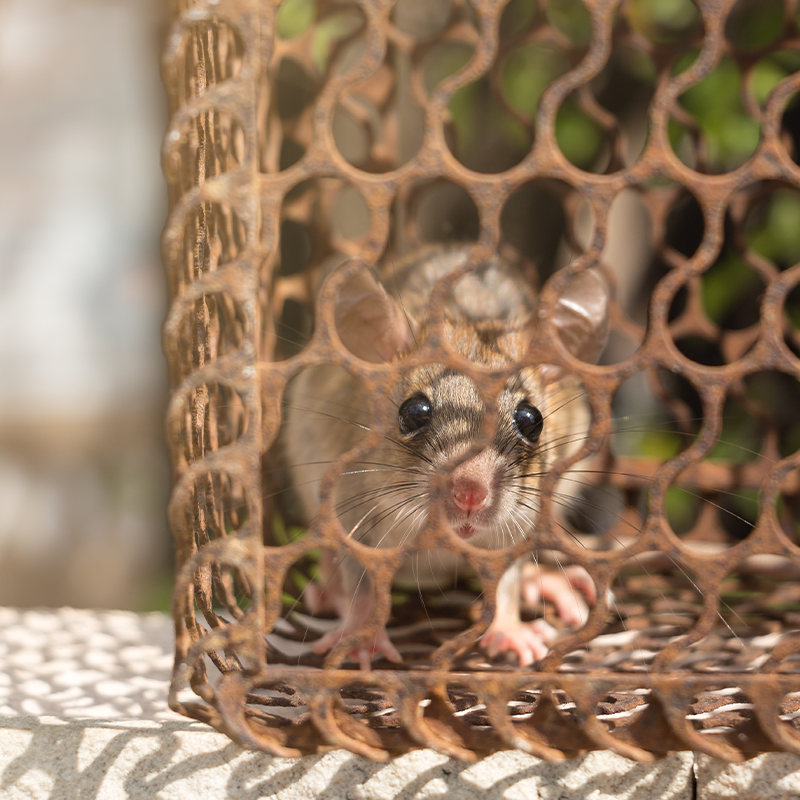 Traps and monitoring