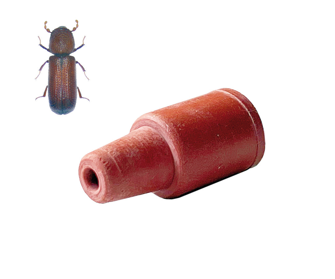 Feromone di ricambio per Rhyzopertha dominica LGB 1 pezzo