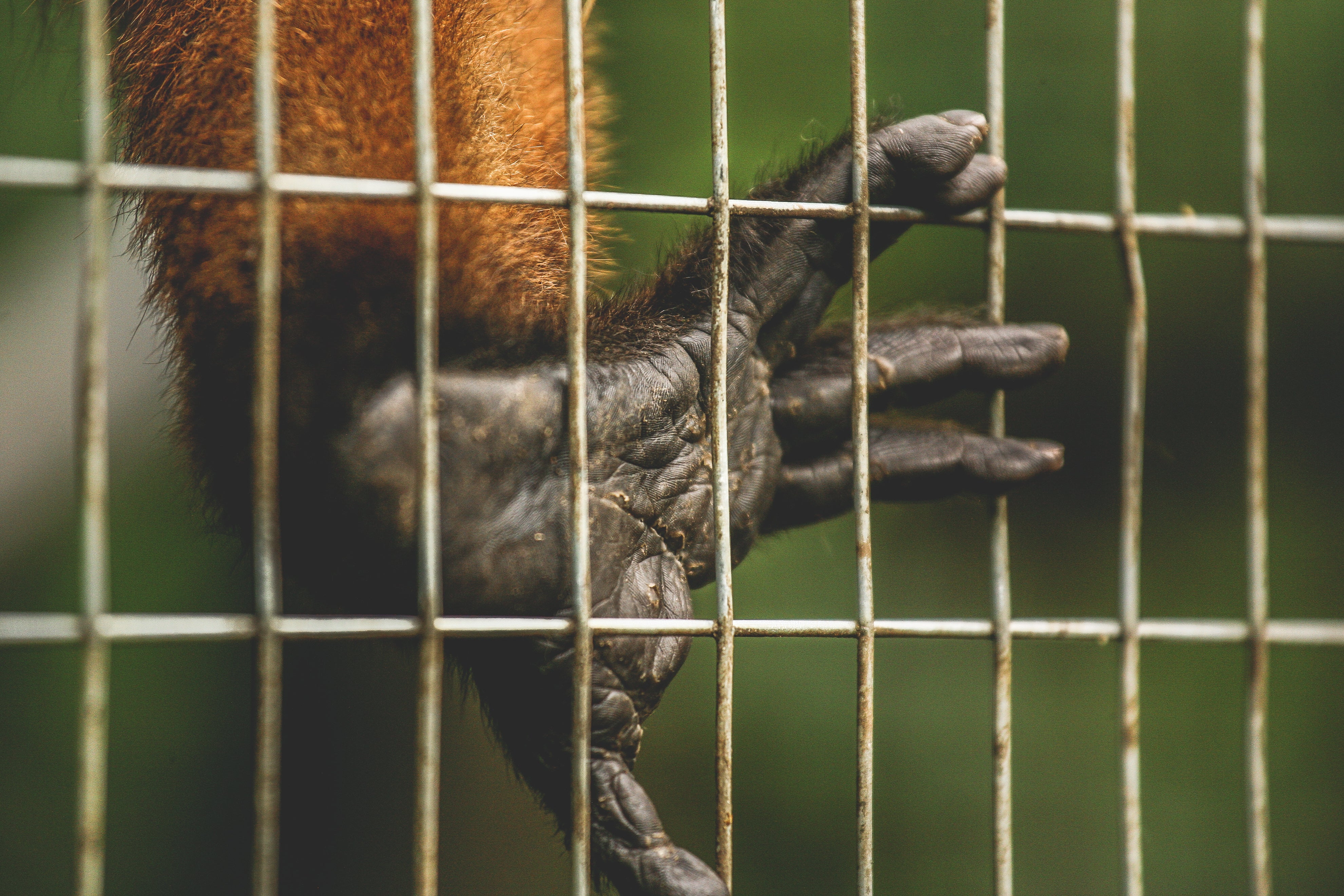 Traps and monitoring
